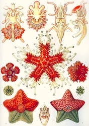 Asteridea „Sztuczne formy natury”