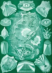 Kolekcja Teleostei z „Art Forms of Nature”