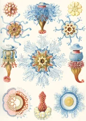 Przykłady Siphonophorae z „Art Forms of Nature”
