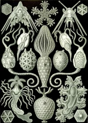 Ilustracja Amforidei z „Art Forms of Nature” 1904 (lito)