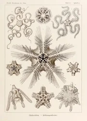 Tabliczka 10 Ophiothrix Ophiodea z 