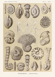 Tabliczka 12 Miliola Talamophora z „Kunstformen der Natur” (Formy sztuki w naturze) z ilustracjami Ernsta Haeckela (1834-1919)