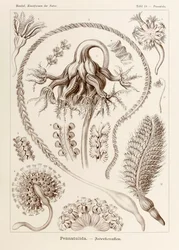 Talerz 19 Pennatula Pennatulida z „Kunstformen der Natur” (Formy sztuki w naturze) z ilustracjami Ernsta Haeckela (1834-1919)