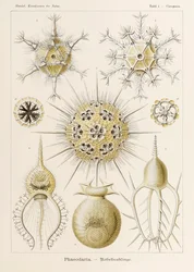 Tabliczka 1 Circogonia Phaeodaria z 