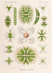 Tabliczka 24 Staurastrum Desmidiea z „Kunstformen der Natur” (Formy sztuki w naturze) z ilustracjami Ernsta Haeckela (1834-1919)