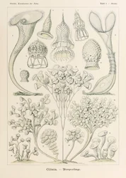 Tabliczka 3 Stentor Ciliata z „Kunstformen der Natur” (Formy sztuki w przyrodzie) z ilustracjami Ernsta Haeckela (1834-1919)