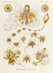 Tablica 7 Epibulia Siphonophorae z 
