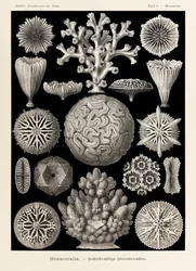 Tablica 9, Maeandrina Hexacoralla, z „Kunstformen der Natur” (Artystyczne formy natury), ilustrowane przez Ernsta Haeckela (1834-1919)