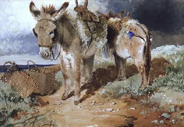 Osły, 1855