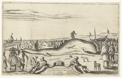 Wieloryb wyrzucony na plażę w Noordwijk, 1614