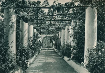 Pergola w winnicy, Capri, Włochy, 1927