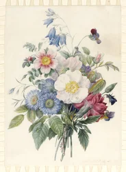 Niebieskie astry, Rosa Spinosissima Hybrid, dzwonek, skrzypce, goździk i dzika róża, 1820 (wc i bodykolor na grafitowym konturze na papierze welinowym)