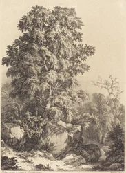 Bukowy Gaj, 1840.