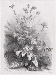 Grupy różnych roślin rysowanych po naturze: nr 7, 1848.