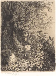 La bardane au saule Łopian z wierzbą, opublikowana w 1849 r.