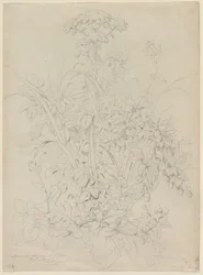 Studium roślin, 1857.