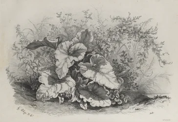 Studium roślinne z grupy różnych roślin rysowanych i litografowanych według natury..., 1848.