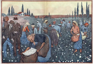 Uprawa bawełny, niedaleko Orleanville, w dolinie Chelif w Algierii. Ilustracja Damblans. W „Le Pelerin” z 23 lutego