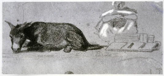 Osioł w Sahelu