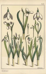 Ilustracja botaniczna przebiśnieg, Galanthus nivalis