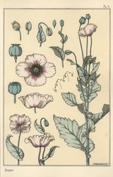 Ilustracja botaniczna maku, z częściami kwiatu i makówką opiumową