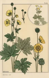 Badanie botaniczne Jaskier