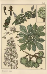 Badanie botaniczne kasztanowca