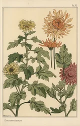 Badanie botaniczne chryzantem
