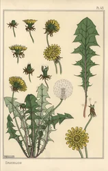 Studium botaniczne mniszka lekarskiego
