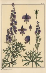 Studium botaniczne mnichów