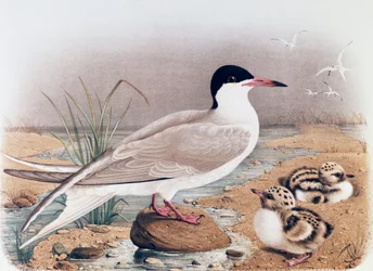 Rybitwa rzeczna (Sterna hirundo), rycina Oscar Dressler, z Historii naturalnej ptaków gniazdujących w Lombardii, Eugenio Bettoni (1845-1898), Włochy