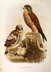 Ilustracja z „Historii naturalnej ptaków gniazdujących w Lombardii” Eugenio Bettoniego przedstawiająca rodzinę pustułka pospolitego Falco tinnunculus, autorstwa Oscara Dresslera