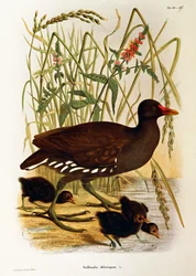 Ilustracja z "Historii naturalnej ptaków gniazdujących w Lombardii" Eugenia Bettoniego, przedstawiająca kokoszkę wodną Gallinula chloropus, autorstwa Oscara Dresslera