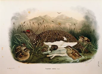 Ilustracja z „Historii naturalnej ptaków gniazdujących w Lombardii” Eugenio Bettoniego przedstawiająca Ptarmigan skalny Lagopus muta, autorstwa Oscara Dresslera