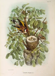 Ilustracja z „Historii naturalnej ptaków gniazdujących w Lombardii” Eugenio Bettoniego przedstawiającej europejską rodzinę szczygieł Carduelis carduelis, autorstwa Oscara Dresslera
