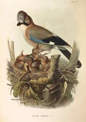 Ilustracja z „Historii naturalnej ptaków gniazdujących w Lombardii” Eugenio Bettoniego przedstawiająca sójkę pospolitą Garrulus glandarius, autorstwa Oscara Dresslera