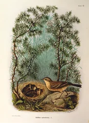 Ilustracja z „Historii naturalnej ptaków gniazdujących w Lombardii” Eugenio Bettoniego przedstawiająca świergotka wodnego Anthus spinoletta, autorstwa Oscara Dresslera