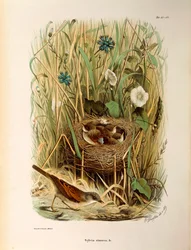 Ilustracja z „Historii naturalnej ptaków gniazdujących w Lombardii” Eugenio Bettoniego przedstawiająca białogardło Sylvia communis lub cinerea, autorstwa Oscara Dresslera