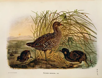 Ilustracja z „Historii naturalnej ptaków gniazdujących w Lombardii” Eugenio Bettoniego przedstawiająca derkaczkę Porzana porzana, autorstwa Oscara Dresslera