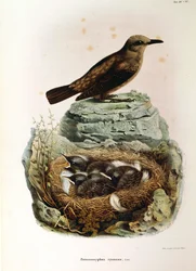 Ilustracja z „Historii naturalnej ptaków gniazdujących w Lombardii” Eugenio Bettoniego przedstawiająca drozda modraszki Monticola solitarius, autorstwa Oscara Dresslera