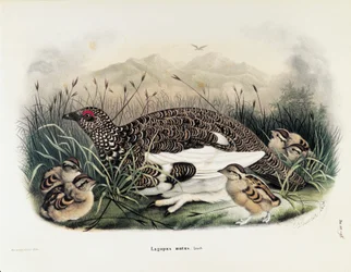 Ilustracja z „Historii naturalnej ptaków gniazdujących w Lombardii” Eugenio Bettoniego przedstawiająca Ptarmigan skalny Lagopus muta, autorstwa Oscara Dresslera