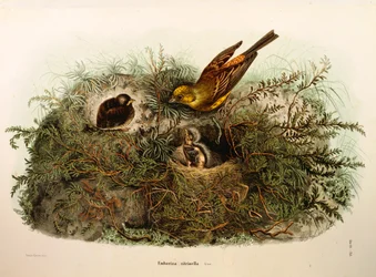 Ilustracja z „Historii naturalnej ptaków gniazdujących w Lombardii” Eugenio Bettoniego przedstawiająca Yellowhammer Emberiza citrinella, autorstwa Oscara Dresslera
