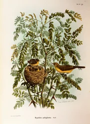 Ilustracja z „Historii naturalnej ptaków gniazdujących w Lombardii” Eugenio Bettoniego przedstawiająca Melodious Warbler Hippolais polyglotta, autorstwa Oscara Dresslera