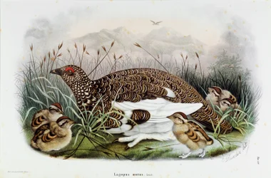 Reprezentacja kuropatwy (Partridge lub Lagopus mutus) (Chromolitografia)