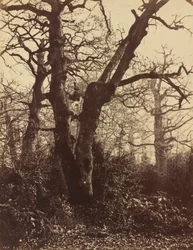 Studium drzewa, Fontainebleau, 1860 (zdjęcie)