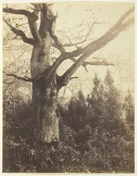 Bez tytułu [drzewo], c. 1860.