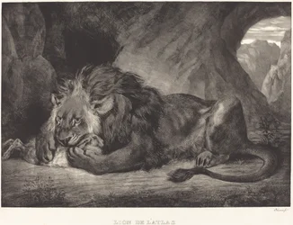 Lew z gór Atlas (Lion de l