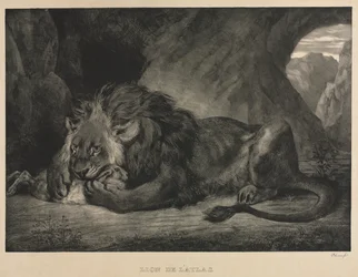 Lew z gór Atlas