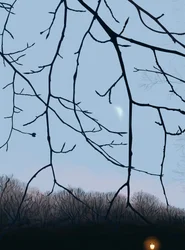 Gałęzie, świt, Prospect Park (grafika cyfrowa)