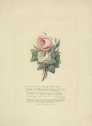 Róże z sylwetkami rodziny królewskiej, 1816